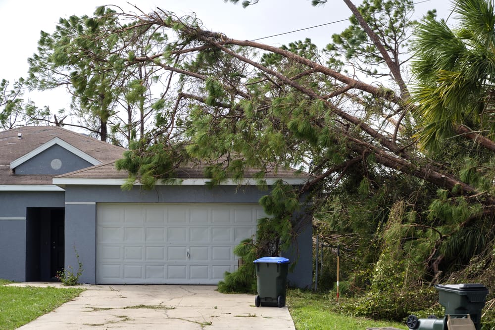 A fallen tree rests on the roof of a grey house